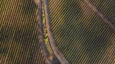 Üzüm bağları, üzüm tarlaları, fidanlıktaki asmalar. Hasat mevsimi. Yeşilde tarımsal alan bile var. Şarap kültürü üretimi, şarap yapımı