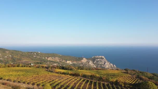 沿岸のワイン産地。海のワイナリー。ブドウ畑、プランテーションのつる。ワイン製造、ワイン生産。収穫期だ。空中ドローンビュービデオ — ストック動画