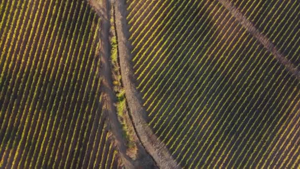 Vinhas, campo de uvas, videira em plantação. Temporada de colheita. Campo agrícola em linhas pares verdes. Produção vitícola, Vinificação — Vídeo de Stock