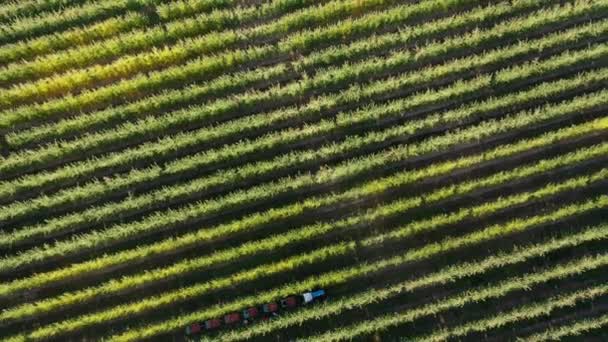 Sadu z leteckého pohledu. Agrobyznys, sklizeň jablek. Orchard plantáž stromů nebo keřů pro produkci potravin. Bedny plné jablek — Stock video