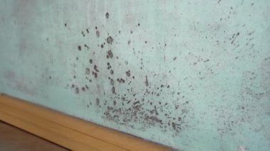 Duvarlarda ve tavanda siyah küf belirtileri var. Su hasarı, su sızıntısı, yoğunlaşma, su sızıntısı ya da selden kaynaklanan nem. Bir apartmanda siyah küf.