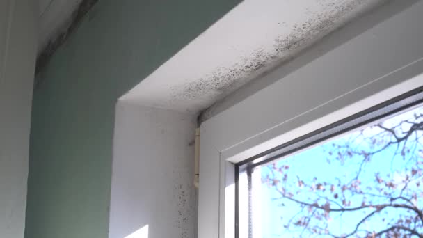 Das Wachstum giftiger schwarzer Schimmelpilze um Glasfensterrahmen. Feuchtigkeit und Kondenswasser an Fenstern — Stockvideo