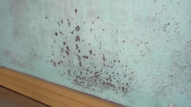 Black Mold Sintomas nas paredes e teto. Umidade de danos na água, vazamentos de água, condensação, infiltração de água ou inundação. Molde preto em um edifício residencial — Vídeo de Stock