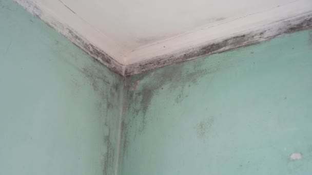 Molde negro tóxico en un edificio. Condensación en paredes, techos. Sala de estar con alta humedad, humedad o daños por agua — Vídeos de Stock