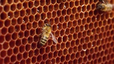 Kapağı açık bal tarağı. Bal peteğinde taze bal, yakın plan. Organik arıcılık. Organik Bal Arısı Çiftliği. Balmumu hücreleri, bir bal arısı kolonisi, bir bal peteği yakın plan, arı kovanı, arıcılık