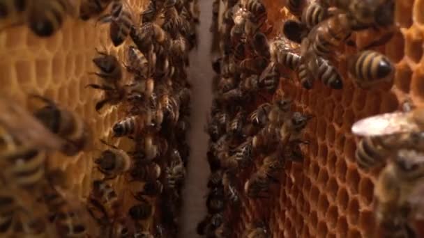 Macro da família das abelhas. Dentro de uma colmeia. Um favo de mel de perto, uma colónia de abelhas. Apicultura biológica — Vídeo de Stock