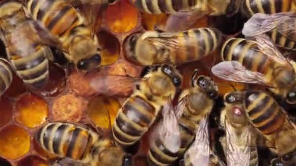 Detailní pohled na včely medonosné na plástech. Krytý plod a roztoč Varroa, varroatóza. Včelí kolonie, včelí úl, včelařství — Stock video