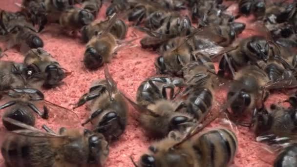 Beaucoup d'abeilles domestiques ouvrières mortes se rapprochent — Video