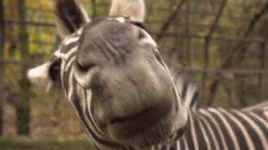 Neşeli zebra hayvanat bahçesinde gülümsüyor