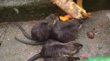 Nutrieler artık sebze ve sebze yerler. Coypu büyük, otçul, yarı su kemirgenidir.