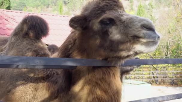 Un cammello in un recinto per bovini. Tristi animali maltrattati in gabbia in uno zoo crudeltà disagio — Video Stock