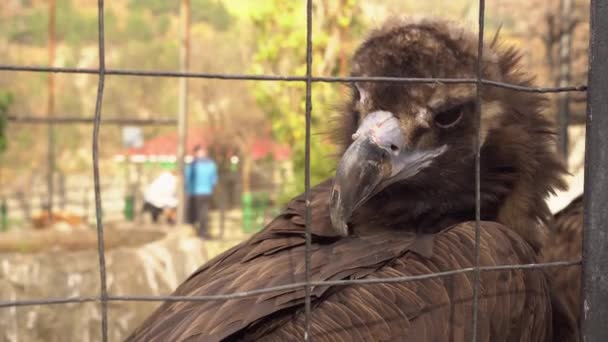 En rovfågel i en bur. Sorgsna misshandlade djur i bur i djurparkens grymhet — Stockvideo