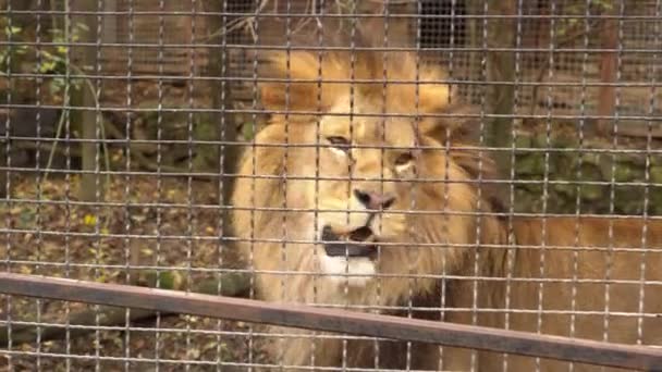 Un león en una jaula con ojos tristes. Animales tristes maltratados enjaulados en un zoológico crueldad angustia — Vídeo de stock
