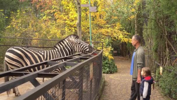 Gelukkige vader en baby lopen samen in de dierentuin. Een vader toont een zebra aan een kind — Stockvideo