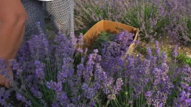 Elle lavanta hasadı. Çiftçi, lavanta demetlerini orakla keser. Sürdürülebilir, bölgesel organik tarım