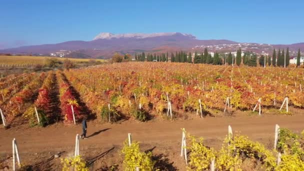 Região vinícola da Toscana. Vista aérea na bela paisagem italiana com vinhas coloridas de outono. Uma pequena fazenda familiar cultivando uvas. Temporada de colheita. Colheita de uvas — Vídeo de Stock