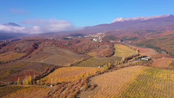 View of Chilean vineyards in the foothills of the Andes. Harvesting Season. Aerial drone view video — 图库视频影像