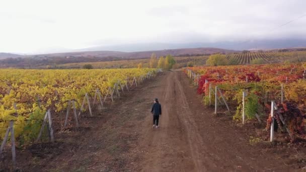 Wine Regions in France. Grape Valley. Vineyards, vine on plantation. Harvest season. Adult French farmer man in a hat walks through autumn fields. . Aerial drone view video — 图库视频影像