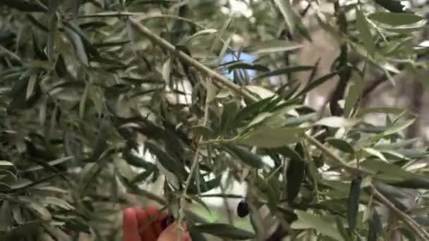 Farmer harvests olives. Olive tree plantation. Growing Mediterranean Olives closeup. Olive oil production — Stock Video