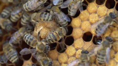 Kraliçe hücresi kapanıyor. Kraliçe arı. Sürü veya Süperprosedür Hücreleri, Arıcılık