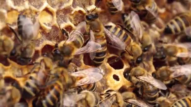 蜂蜜の櫛を取った。ハニカムで新鮮な蜂蜜を閉じます。有機養蜂。オーガニックハニービーファーム。蜂の巣に蜂の巣に蜂の巣に蜂の巣 — ストック動画