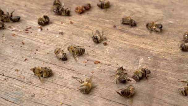 Muchas abejas obreras muertas se acercan. La muerte de las abejas melíferas y la contaminación ambiental por pesticidas, enfermedad de la varroatosis, 5G. Las abejas melíferas como indicadores biológicos — Vídeo de stock