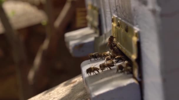 Bees fly into the hive macro, slow motion. Honey harvest, Bee bread, nectar — 图库视频影像