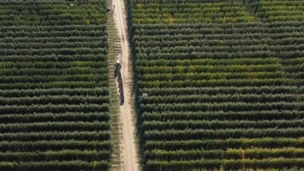 Picking apples. A fruit garden, an orchard. A tractor with a trailer and boxes for harvesting goes through the orchard. Harvest season. Aerial view fields — Stockvideo