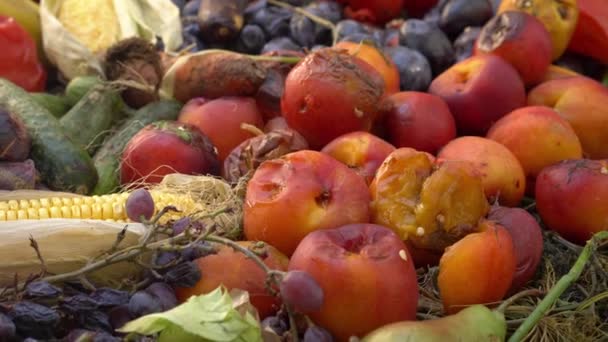 Rozmazlené ovoce a zelenina. Ztráta jídla a plýtvání jídlem na farmě. Vyhozený shnilý odpad po uvedení na trh — Stock video