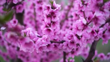 Baharda çiçek açan şeftali ağacı. Güzel meyve bahçesi