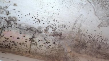 Stachybotrys chartarum siyah küf ya da zehirli siyah küf olarak da bilinir. Selüloz zengini yapı malzemelerindeki küf nemli ya da sudan zarar görmüş binalardan geliyor.