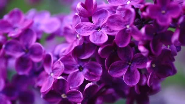 Violer flores lila púrpura. Arbusto lila floreciente. Árbol de siringa con hojas verdes en la naturaleza. Fondo natural de primavera — Vídeo de stock