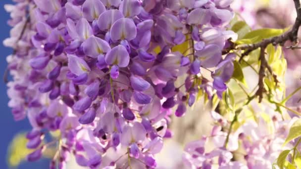 Очень причудливый природный цвет wisteria. Цветущее японское фиолетовое дерево Вистерия движется на ветру в итальянском саду. Весенний цветок. Пчелы опыляют цветы — стоковое видео