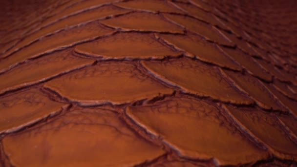 Textura de couro animal exótico marrom real muito de perto. Padrão natural. Moda e vestuário indústria, sapatos, saco, cinto, casaco e outros acessórios de couro. Mobília de estofamento de couro — Vídeo de Stock