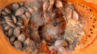 Halloween pumpkin waste. The growth of mold in the pumpkin close up. Mold on the vegetable macro. Food loss. Uneaten or unsold harvest