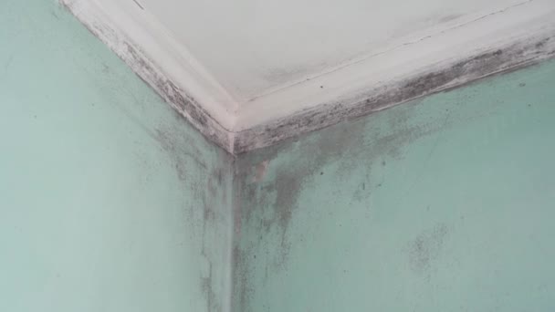 Mold Growth. COVID-19 and Black Fungus, the fungal spores — Stok video
