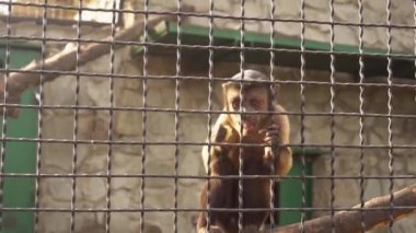A small monkey in a cage at the zoo eats food
