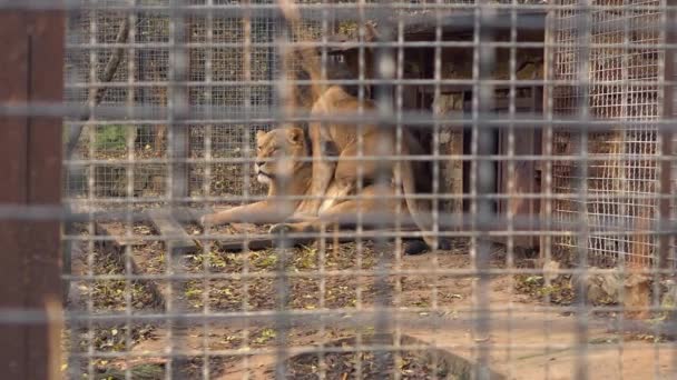 León y leona se aparean en un zoológico en cautiverio — Vídeos de Stock