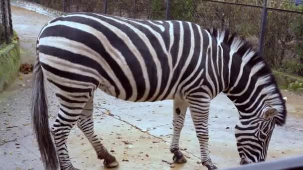 Zebra in the zoo in the aviary — Stock video