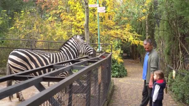 Father shows daughter zebra at the zoo. Fathers Day — Stockvideo