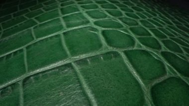 Green crocodile skin. Animal leather texture very close up. Natural pattern, Abstract background. Fashion and clothing industry, Bags, belts and shoes, Leather Upholstery Furniture