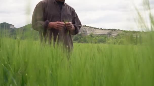 Un agricultor de mediana edad preocupado revisa los granos en un campo de trigo en busca de enfermedades fúngicas y plagas. Agricultura de trigo, Pérdida de cultivos — Vídeo de stock