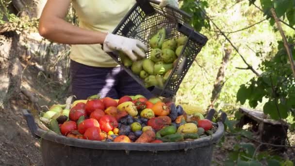 Çiftçi çürük meyveleri atıyor. Çiftlikte Gıda Kaybı. Tarım üretimi ve hasat. Yiyecek atıkları — Stok video