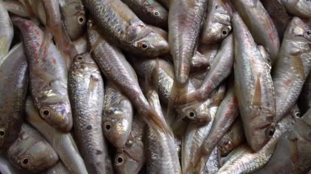Goatfish, mullet. Makanan laut segar, pasar ikan. Diet, masakan Mediterania, pasar ikan, makanan sehat — Stok Video