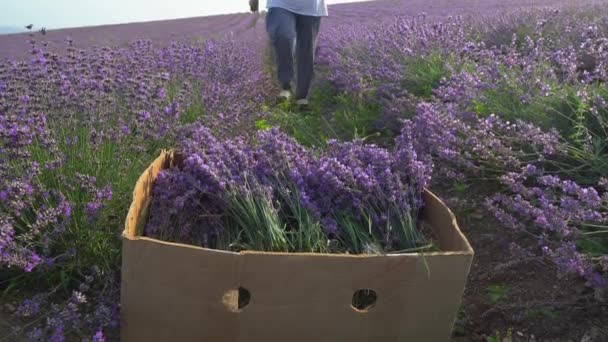 Çiftçiler, hasat orağını kullanarak lavanta kesimi yapıyorlar. Tarlada lavanta hasadı. Buketler, mutfak kullanımları ve dekorasyon için lavanta elle biçimi — Stok video