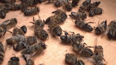 Bir sürü ölü işçi bal arısı yaklaşıyor. Arılar 5G kulelerinde ölüyorlar. Arı ölümlülüğü. Böcek ilacı zehirlenmesi, Bakteriyel hastalıklar, Böcekler ve parazitler, mantar hastalıkları