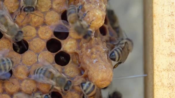 Celda de abeja reina. Las células de la reina son donde las larvas se desarrollan y maduran en nuevas reinas. Un panal de cerca — Vídeo de stock