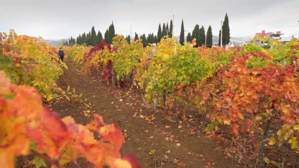 Un contadino che coltiva uva. Produzione di uva. Stagione del Raccolto. Raccolgo uva. La Fattoria Locale. Industria vitivinicola e agriturismo. Mercati degli agricoltori. Coltivazione biologica. Stile di vita rurale — Video Stock