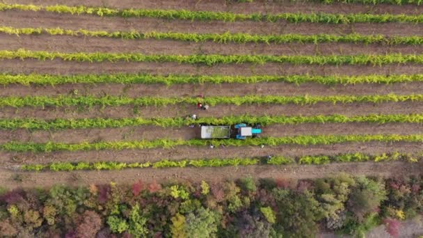 Catadores de uvas e colheitadeiras. Adegas italianas. Campo de linhas verdes agrícola de vinhas, uvas, videira em uma plantação. Drone aéreo ver vídeo — Vídeo de Stock