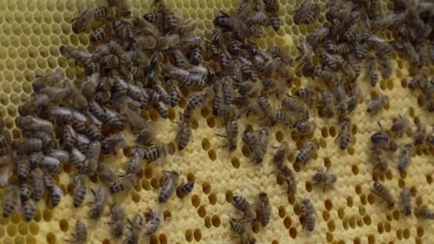 Rám včelího plodu se skládá z plodů v různých fázích vývoje - vajíčka, larvy a kukly — Stock video